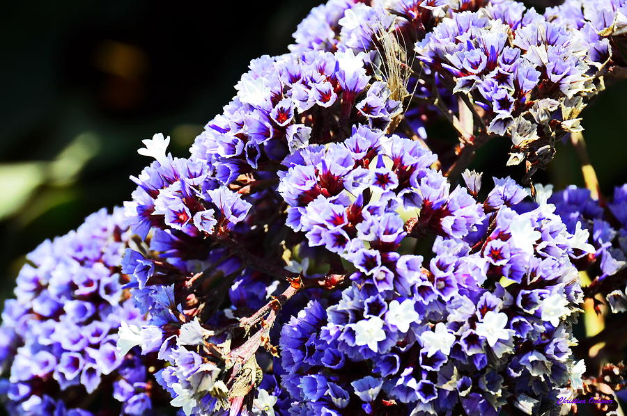 Purple Flowers Photograph by Christina Ochsner
