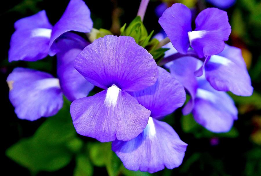 Purple Flowers Photograph by Craig Watanabe