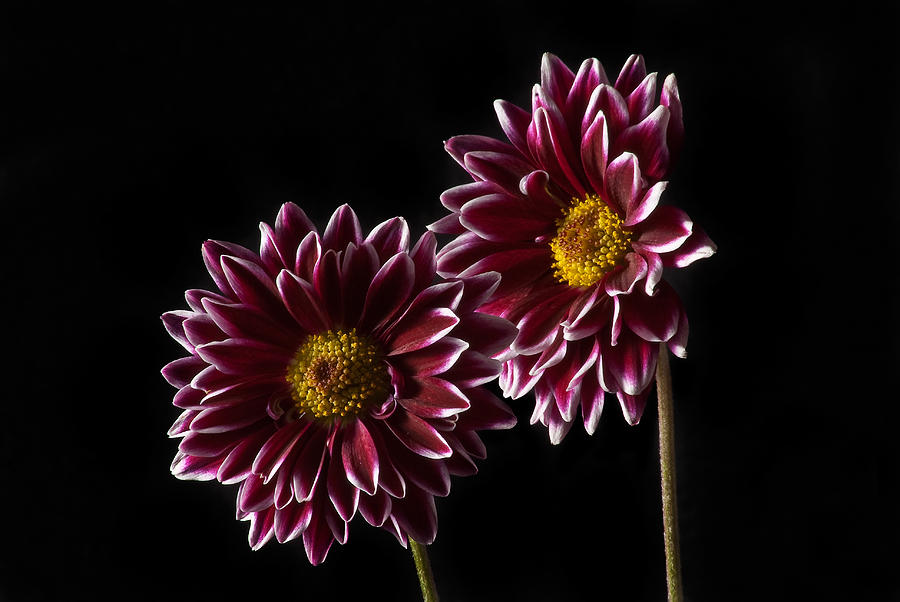 Purple Flowers Photograph by David Peters - Fine Art America