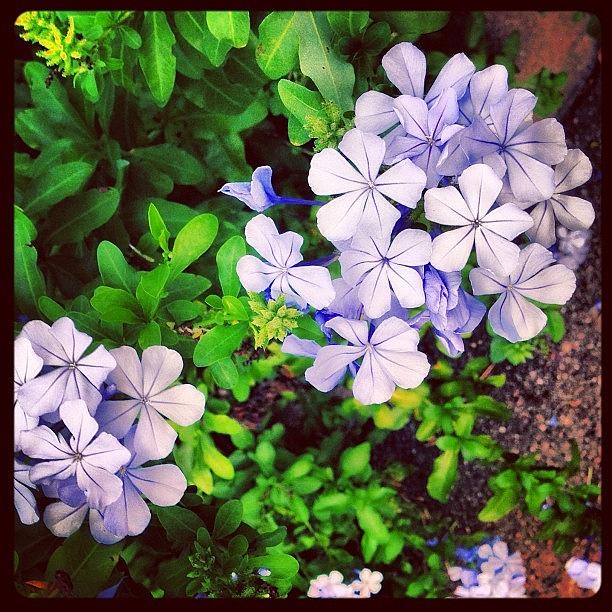 Flower Photograph - #purple #flowers #hipstamatic #instagram by Greta Olivas