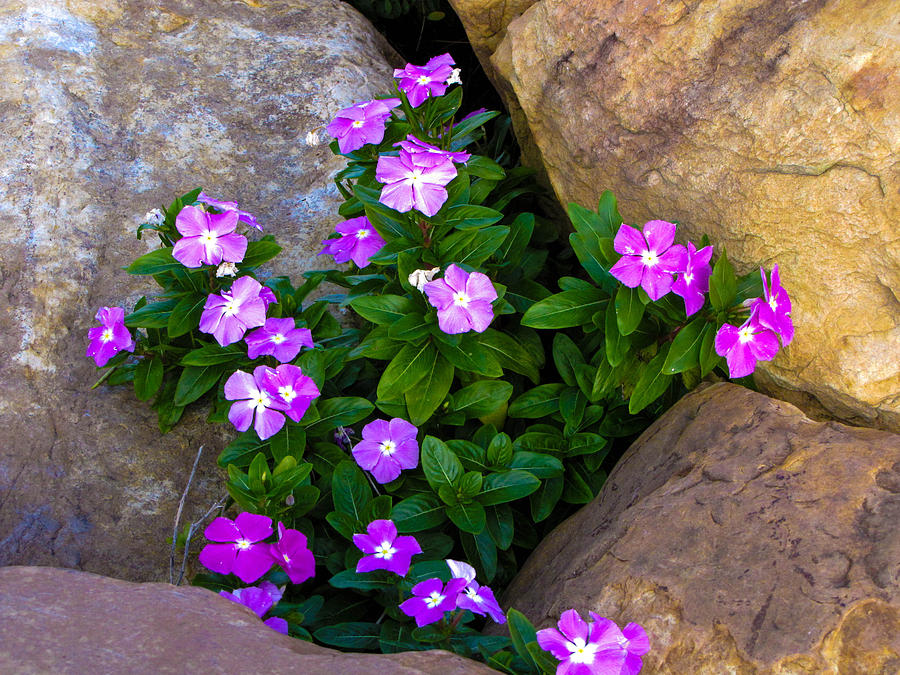 Purple flowers in rocks Photograph by RobLew Photography