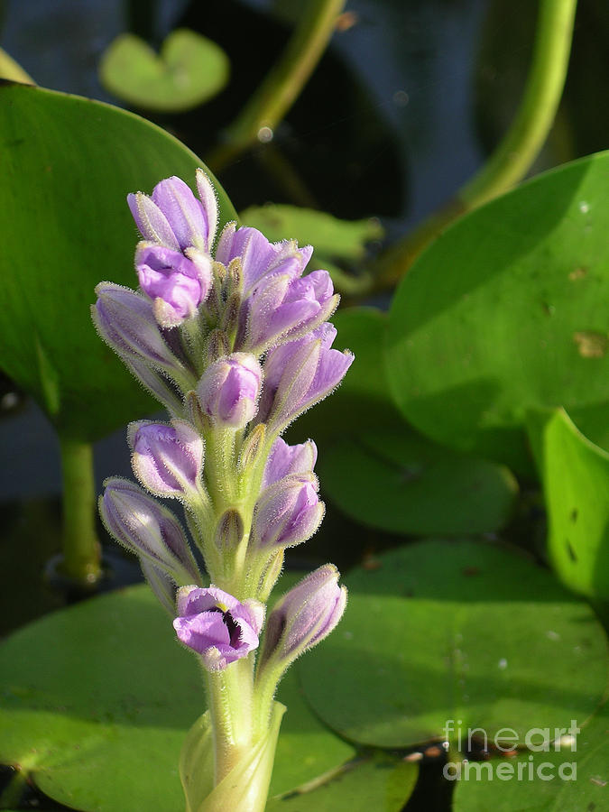 Purple Flowers in the Pantanal Digital Art by Carol Ailles