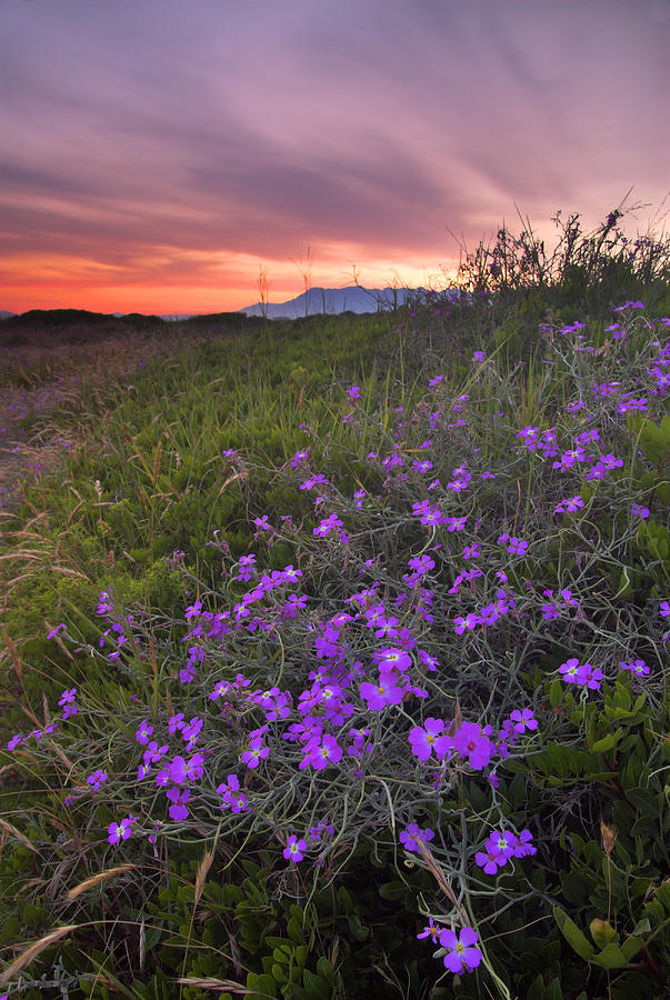 Sunset Photograph - Purple flowers in the sand  beach by Guido Montanes Castillo