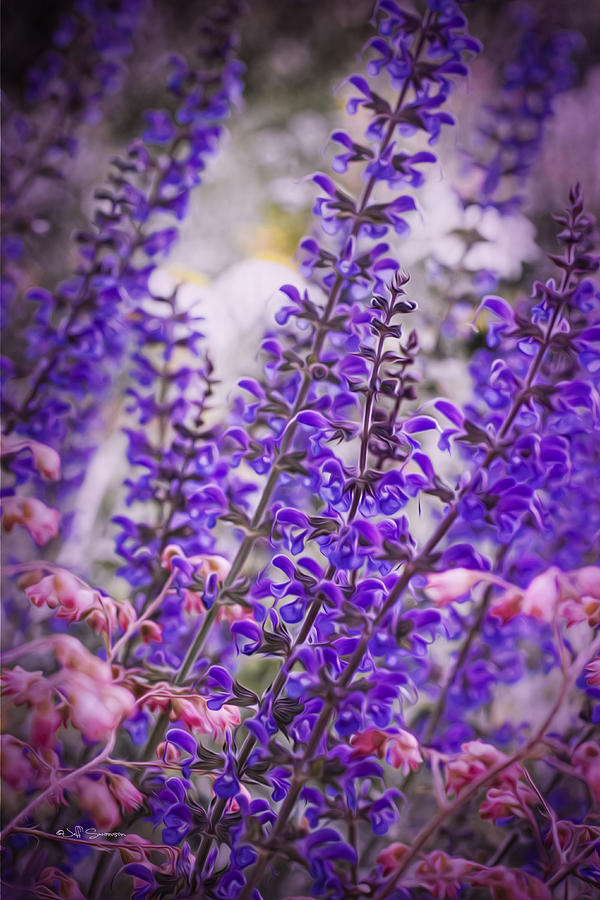 Omaha Photograph - Purple Flowers by Jeff Swanson