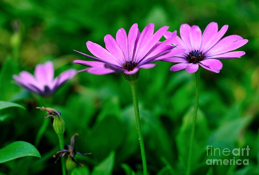 Purple Flowers Photograph by Joe Ng