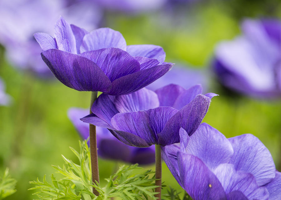 Purple Flowers Photograph by Jon Woodhams