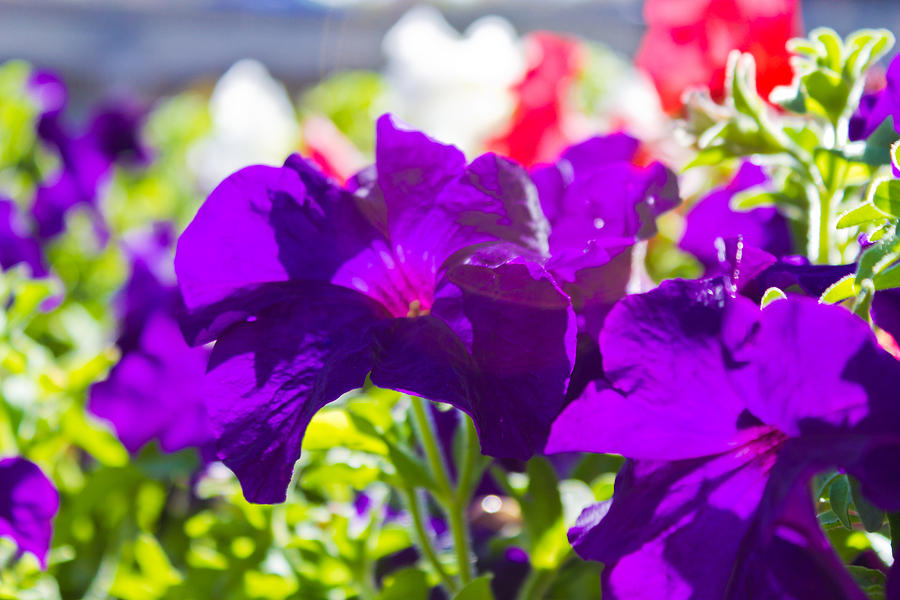 Purple Flowers Photograph by Jonny D