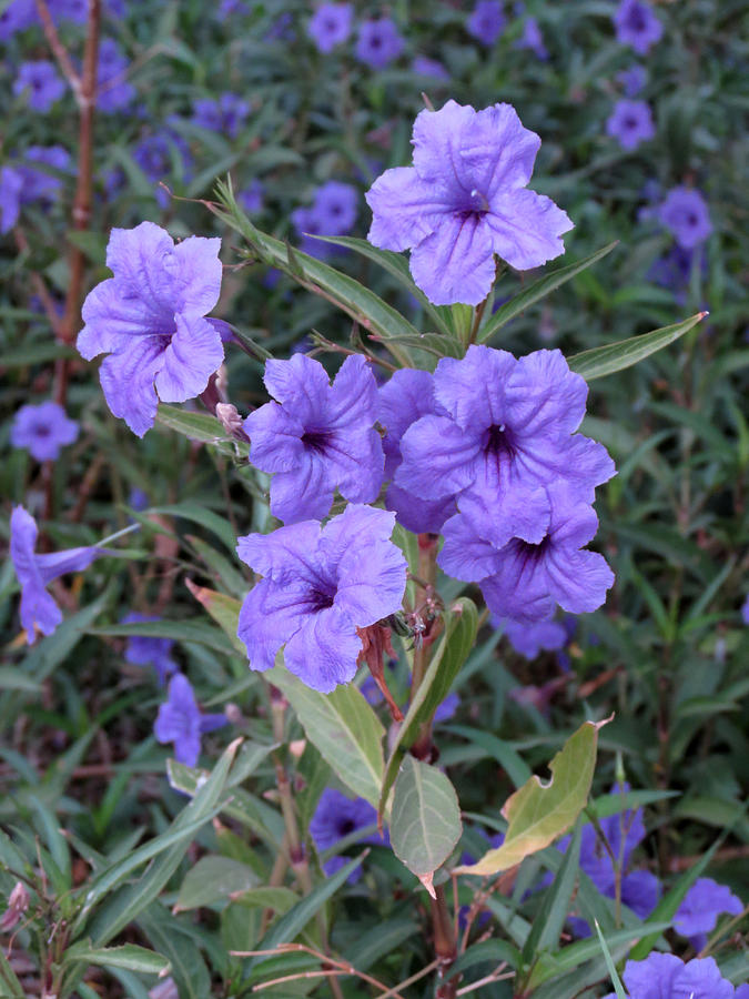 Purple Flowers Photograph by Laurel Powell