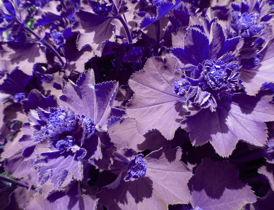 Purple Flowers Photograph by Laurie Tsemak