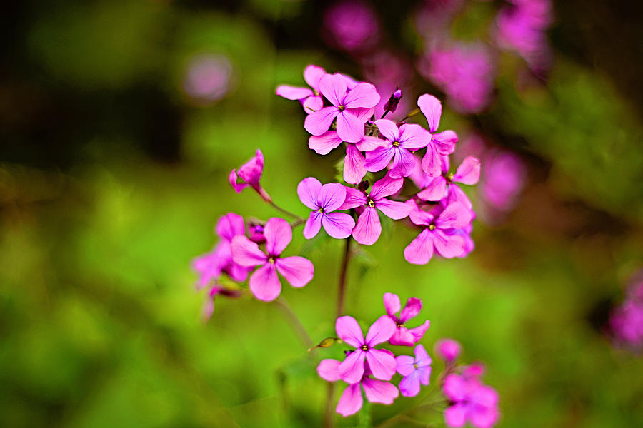 Purple Flowers Photograph by Melissa Wegner - Fine Art America