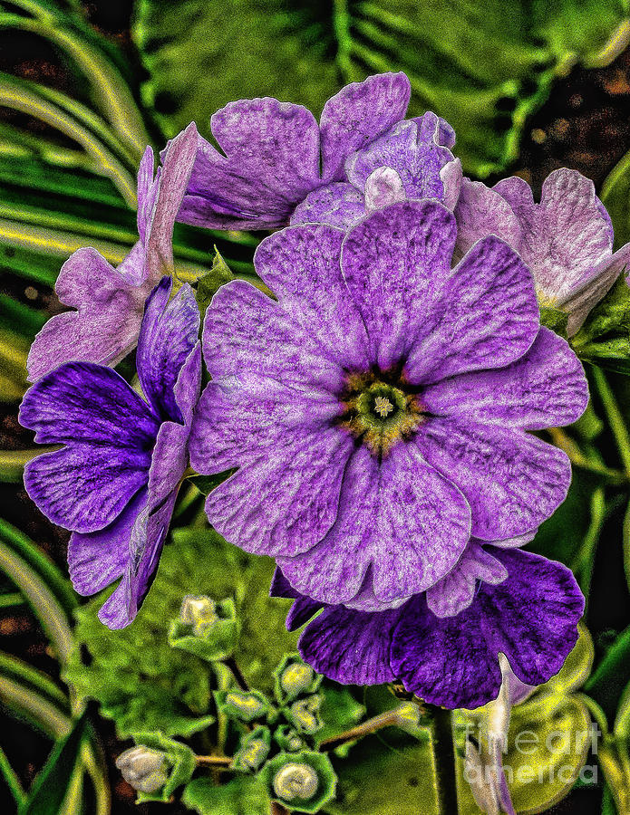 Purple Flowers Photograph by Nick Zelinsky Jr