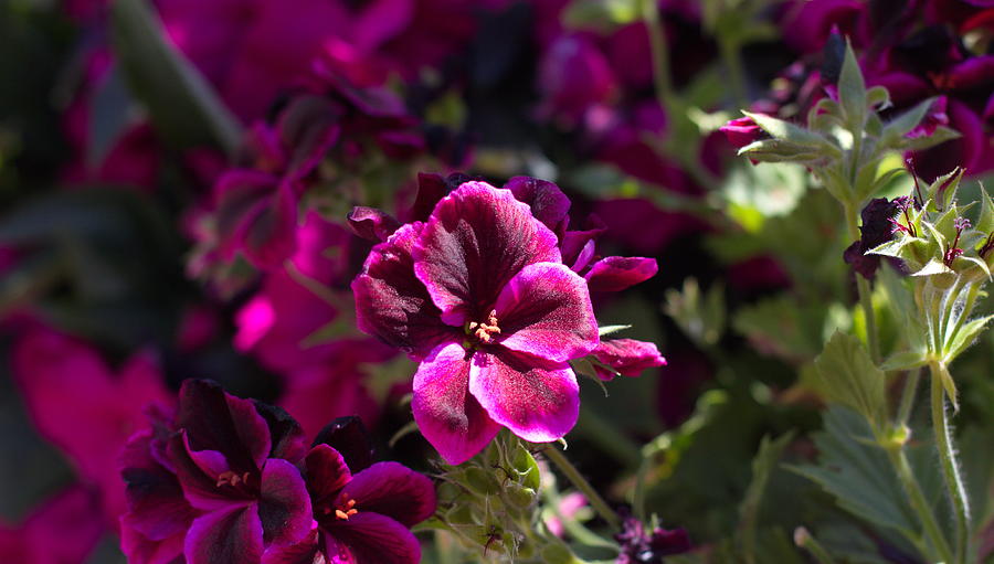 Purple Flowers Photograph by Nicky Jameson