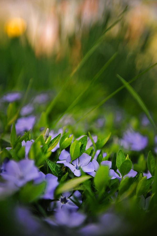 Purple flowers on a green background Photograph by Vlad Baciu