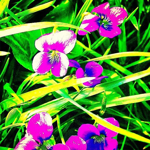 Purple Flowers On The Grass Photograph by Kim Cafri