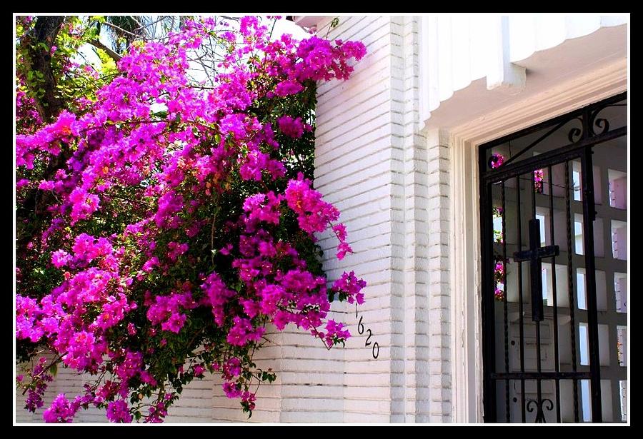 Nature Photograph - Purple Flowers on White Florida Home by Dora Sofia Caputo