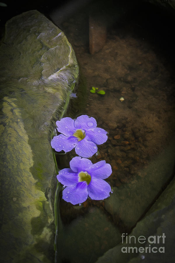 Nature Photograph - Purple flowers by Patricia Hofmeester