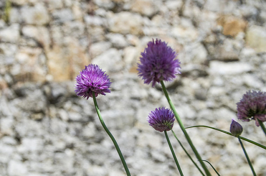 Purple flowers Photograph by Paulo Goncalves