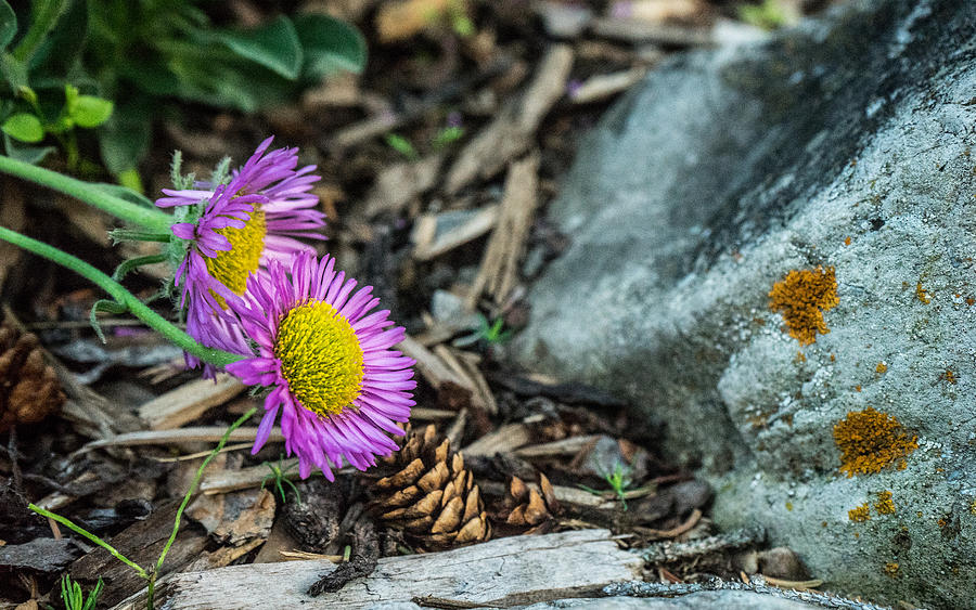 https://images.fineartamerica.com/images-medium-large-5/purple-flowers-pine-cones-and-lichens-douglas-barnett.jpg