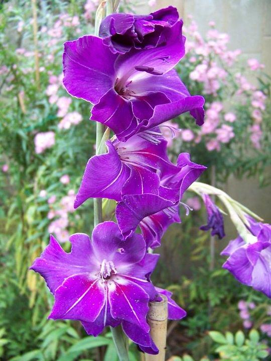 Purple Flowers Photograph by Rachel Huston | Fine Art America