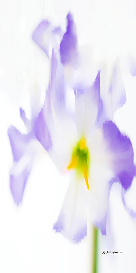 Purple Flowers Digital Art by Rafael Salazar