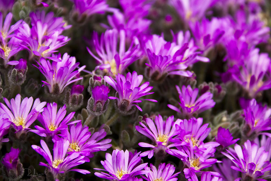 Purple flowers Photograph by Raffaella Lunelli