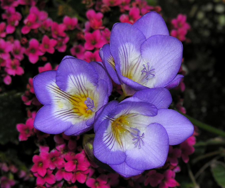 Purple Flowers Photograph by Robert Lozen