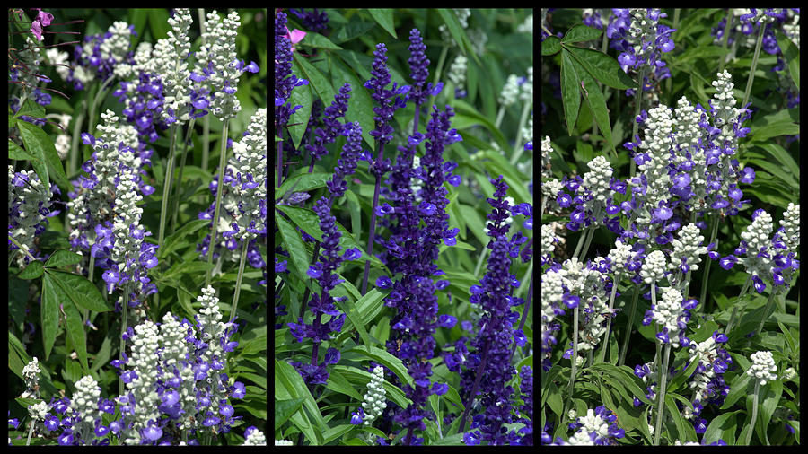 Purple flowers Photograph by Tikvahs Hope
