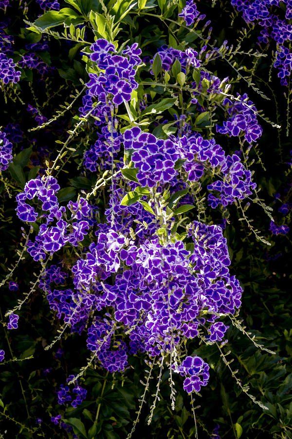 Purple Flowers Digital Art by Photographic Art by Russel Ray Photos