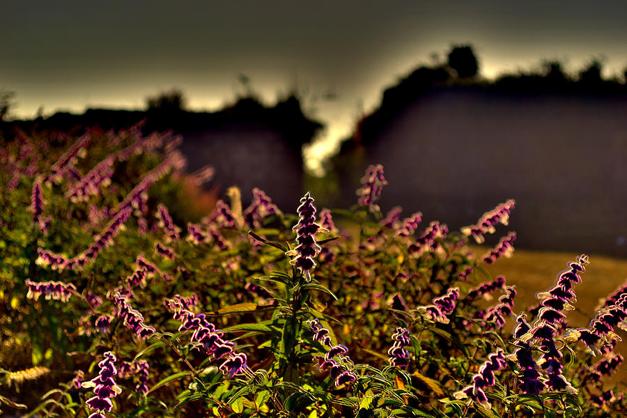 Purple Flowers Photograph by Salman Ravish