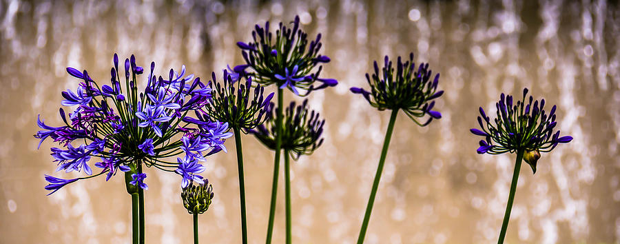Nature Photograph - Purple Flowers by Sotiris Filippou