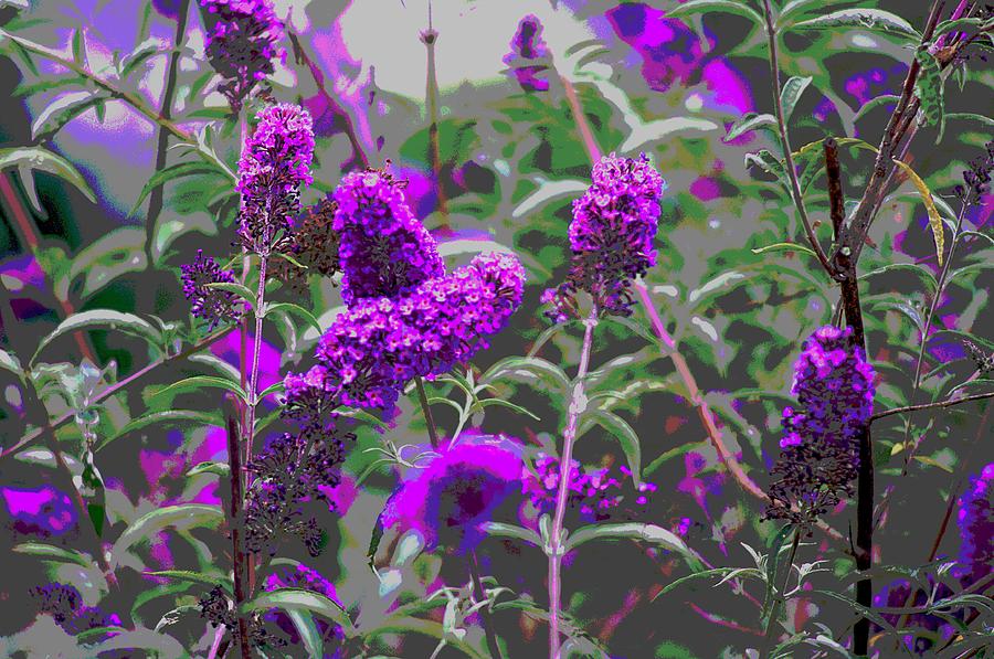 Purple Flowers Photograph by Suzanne Powers