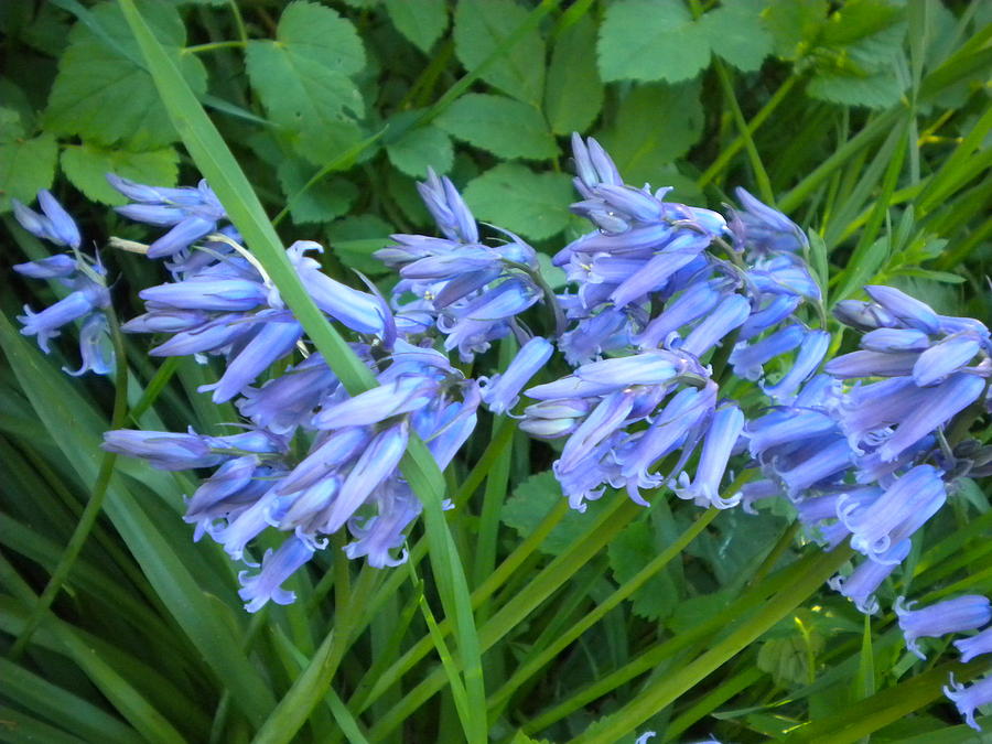 Purple Flowers Photograph by Tjordin Deekens - Fine Art America