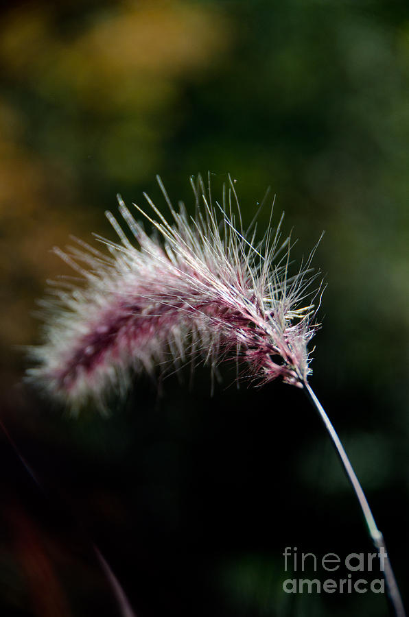 Purple Fountain Grass 2 Photograph by Cassie Marie Photography