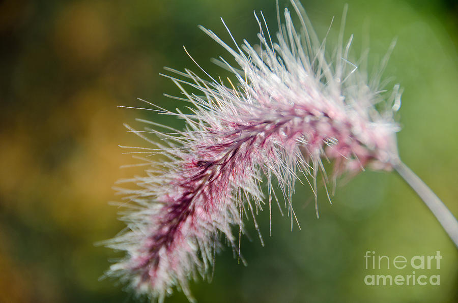 Purple Fountain Grass 3 Photograph by Cassie Marie Photography