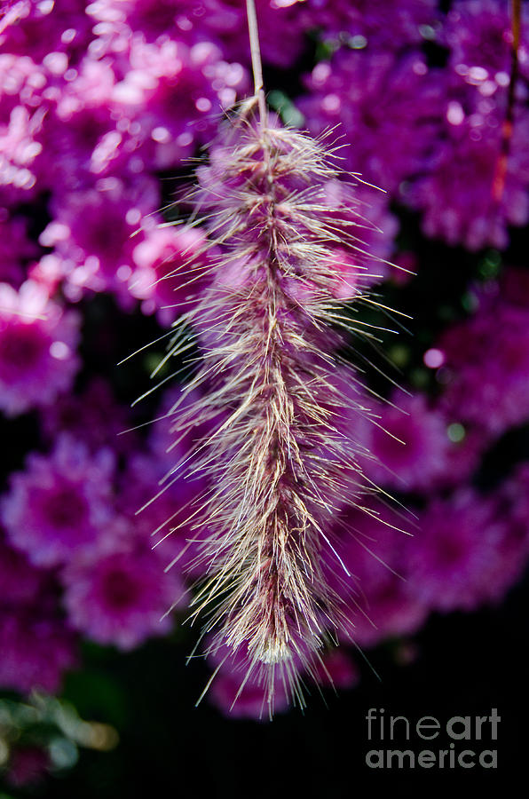 Purple Fountain Grass 4 Photograph by Cassie Marie Photography