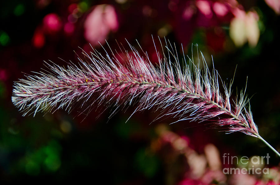 Purple Fountain Grass 5 Photograph by Cassie Marie Photography