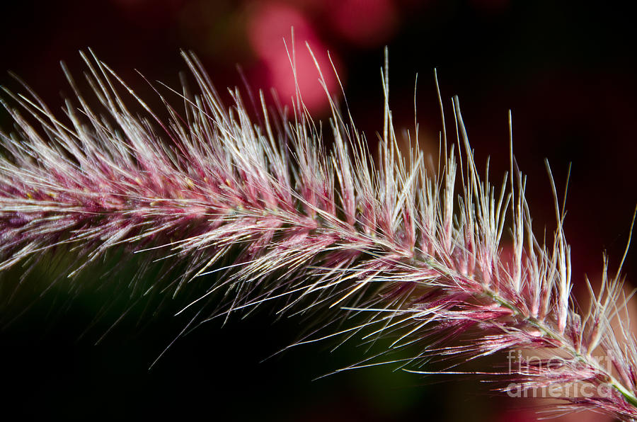 Purple Fountain Grass 6 Photograph by Cassie Marie Photography