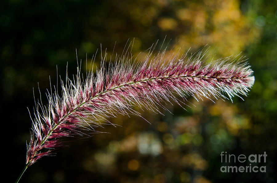 Purple Fountain Grass 7 Photograph by Cassie Marie Photography