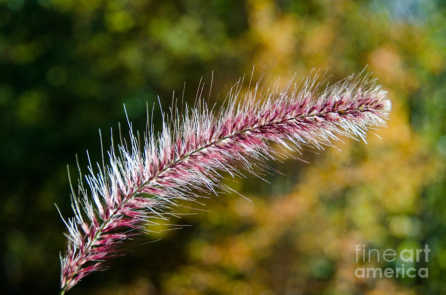 Purple Fountain Grass 8 Photograph by Cassie Marie Photography
