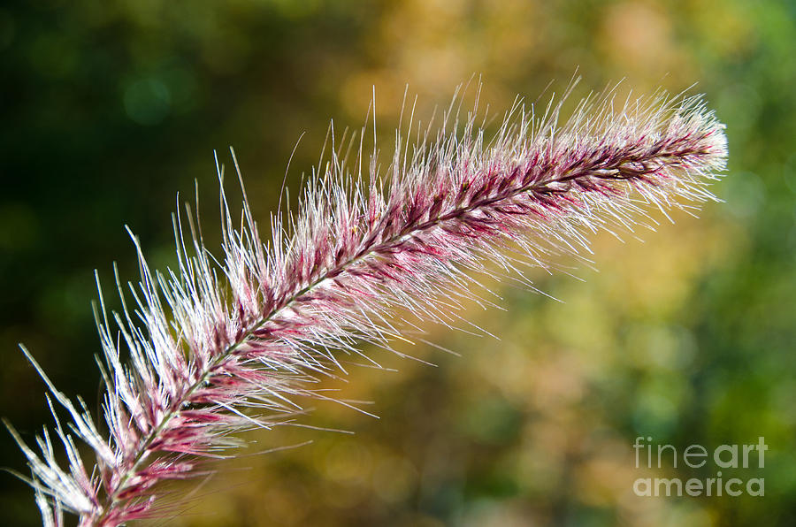 Purple Fountain Grass 9 Photograph by Cassie Marie Photography