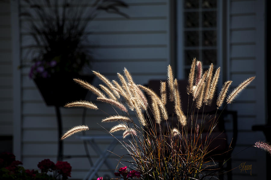 Purple Fountain Grass Photograph by Stan Kwong