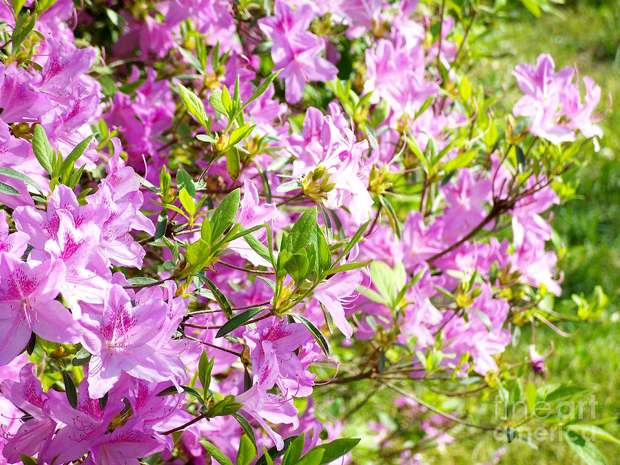 Purple Freeze Photograph by Anna Carroll - Pixels