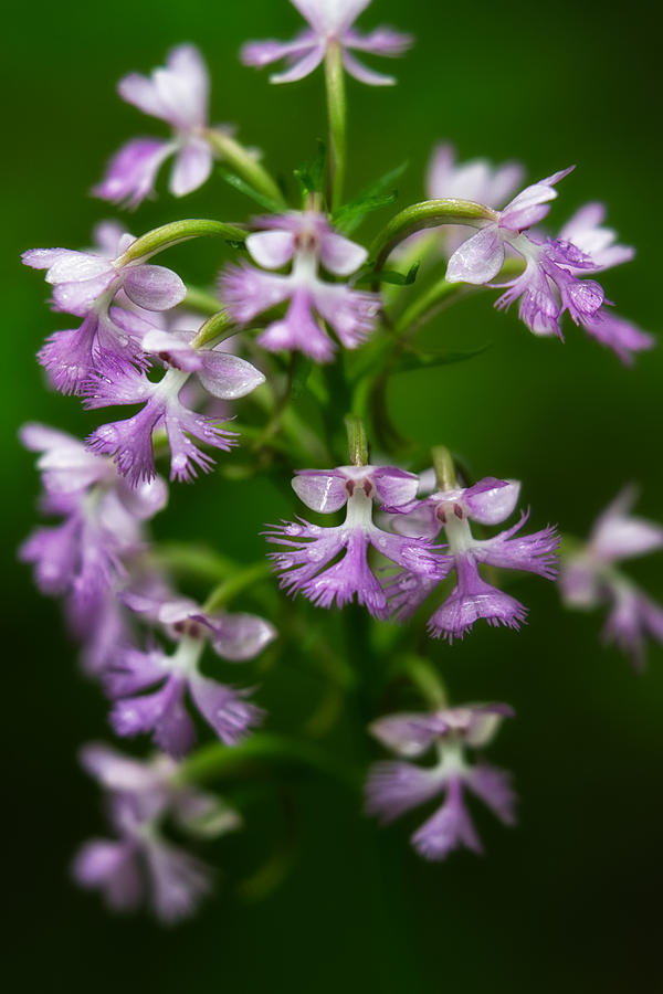 Purple Fringed Orchid Photograph by Jeff Sinon