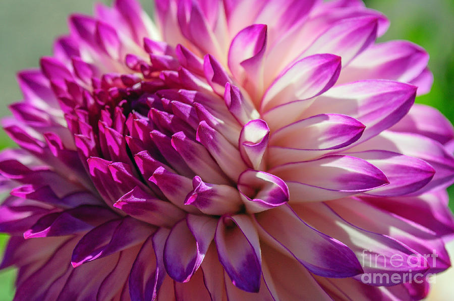Purple Frosted Dahlia Photograph by Tikvahs Hope