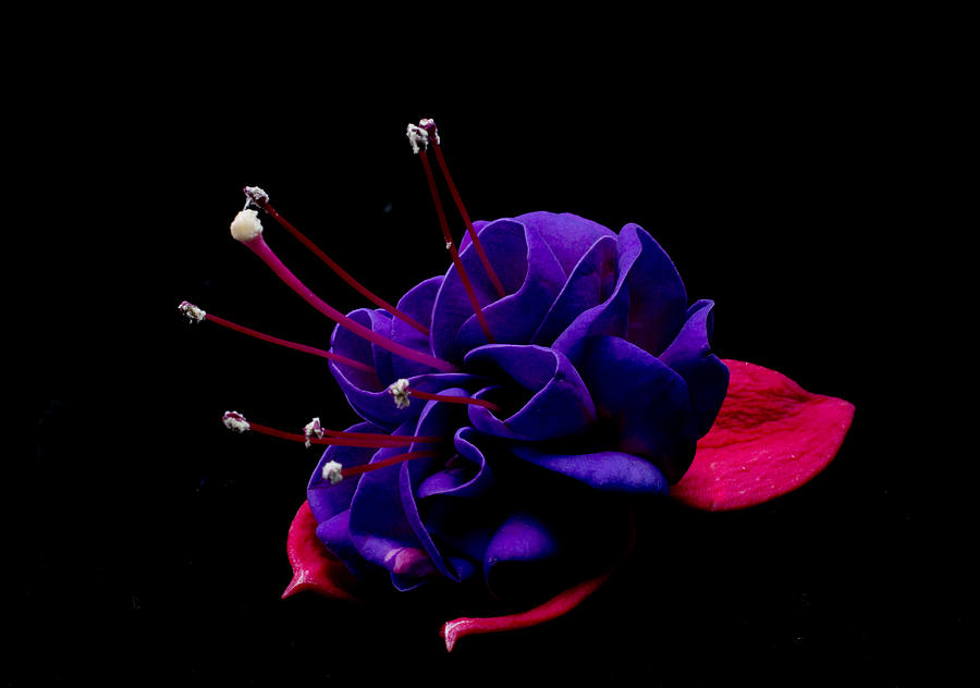 Space Photograph - Purple Fushia by Ron Roberts