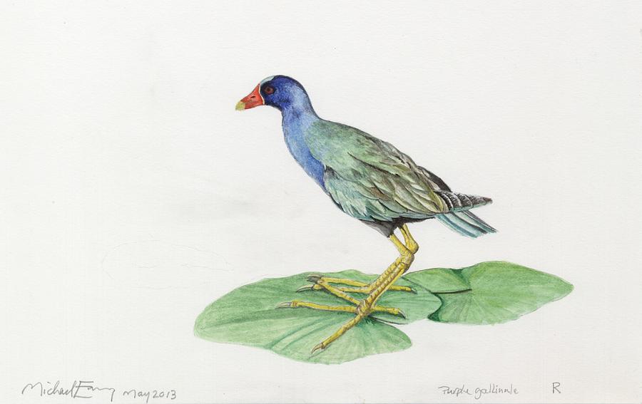 Purple Gallinule Painting by Michael Earney - Fine Art America