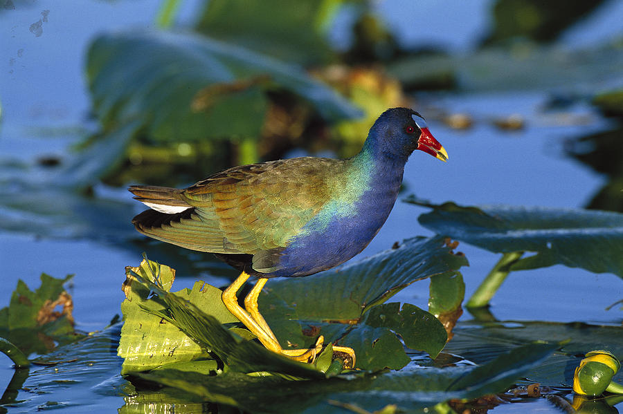 Purple Gallinule On Lily Pads Everglades Photograph by Tom Vezo