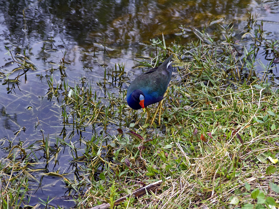 Everglades National Park Photograph - Purple Gallinule by Sally Weigand