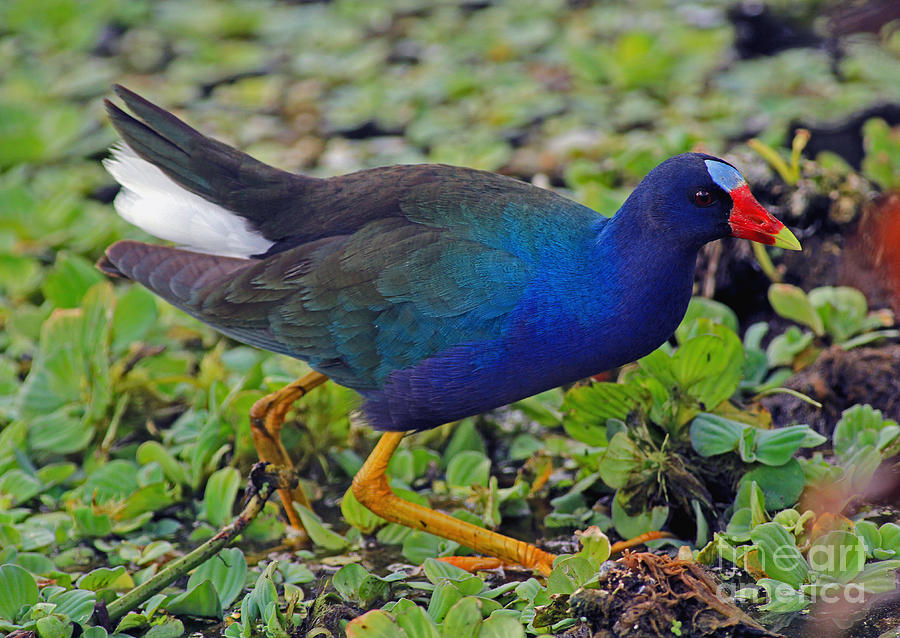 Purple Gallinule Tail Photograph by Larry Nieland