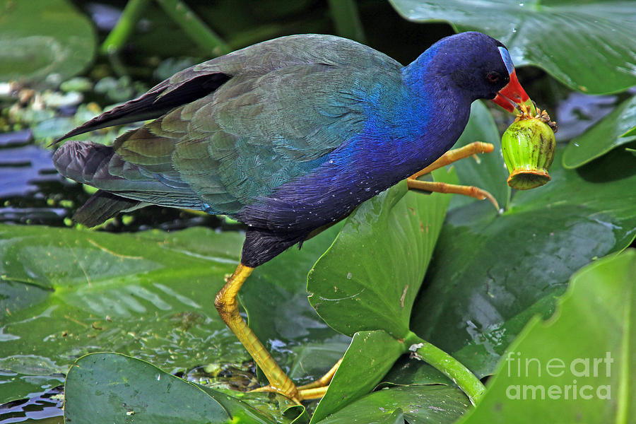 Purple Gallinule with lily bud Photograph by Larry Nieland
